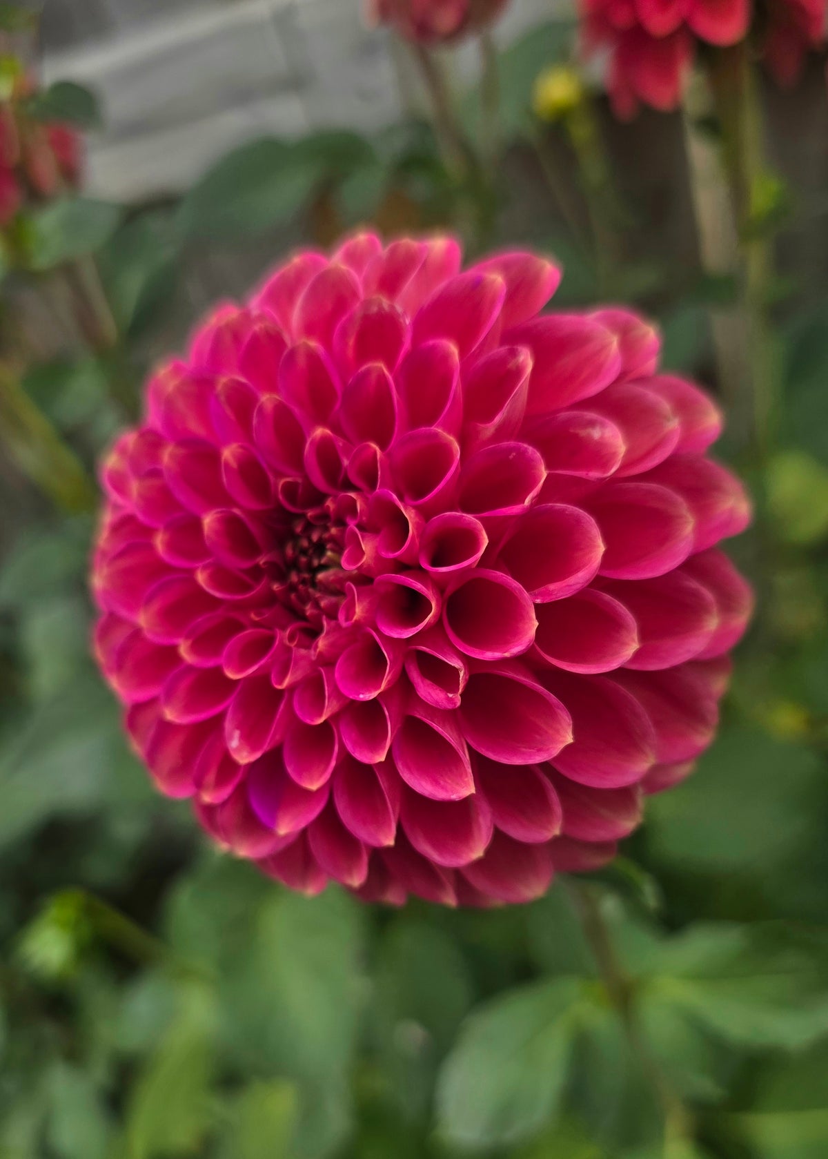 Dahlia: Zundert Mystery Fox (limit 1)