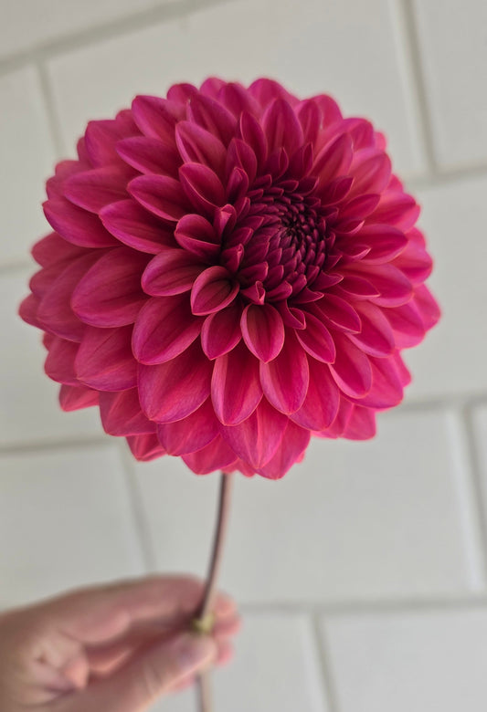 Dahlia: Salmon Runner