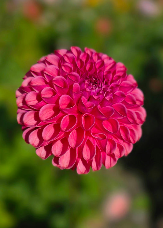 Dahlia: Snoho Jojo