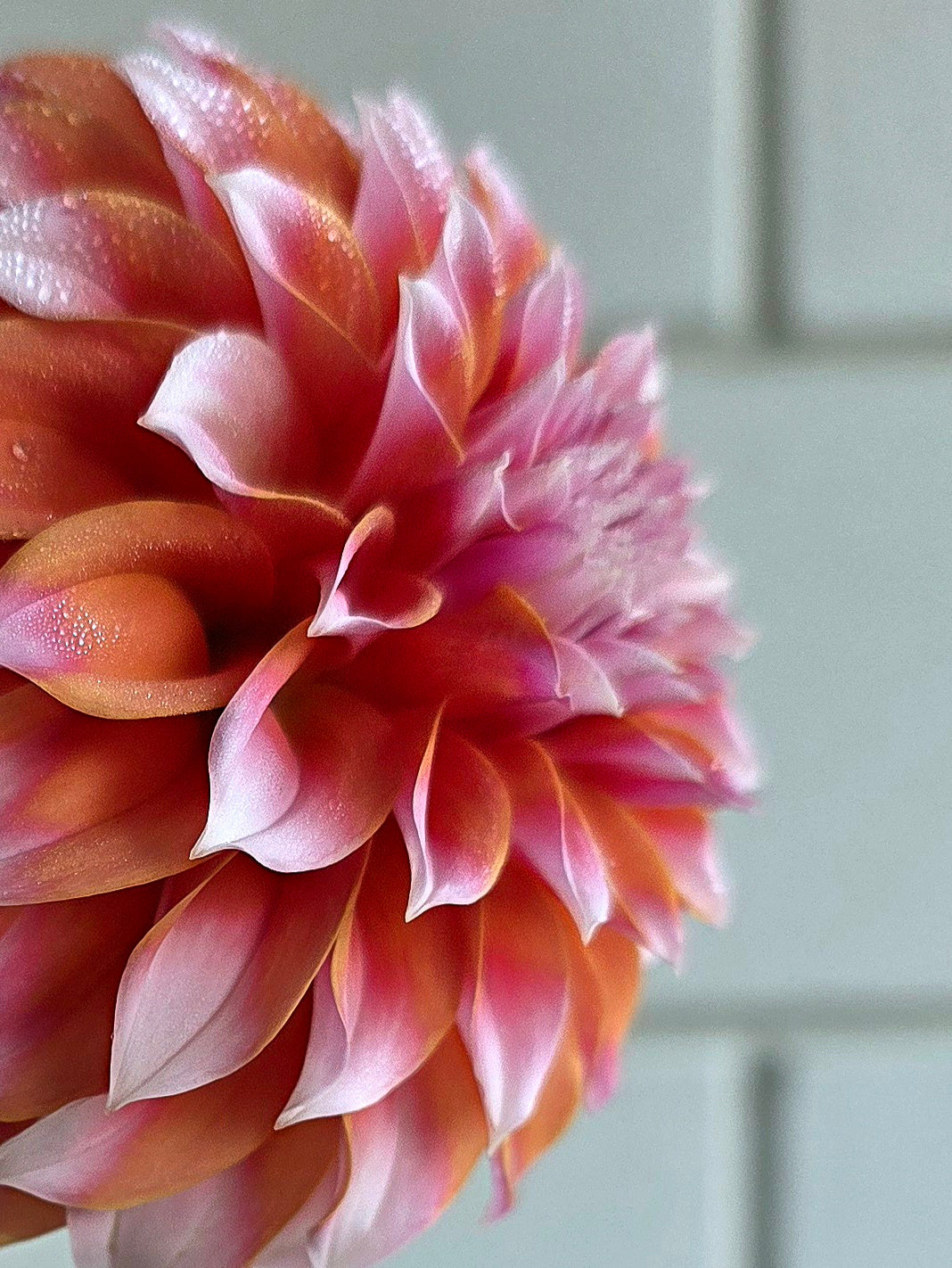 Dahlia: Peaches n Cream