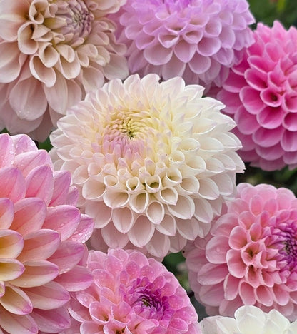 Dahlia: Pink Pearl