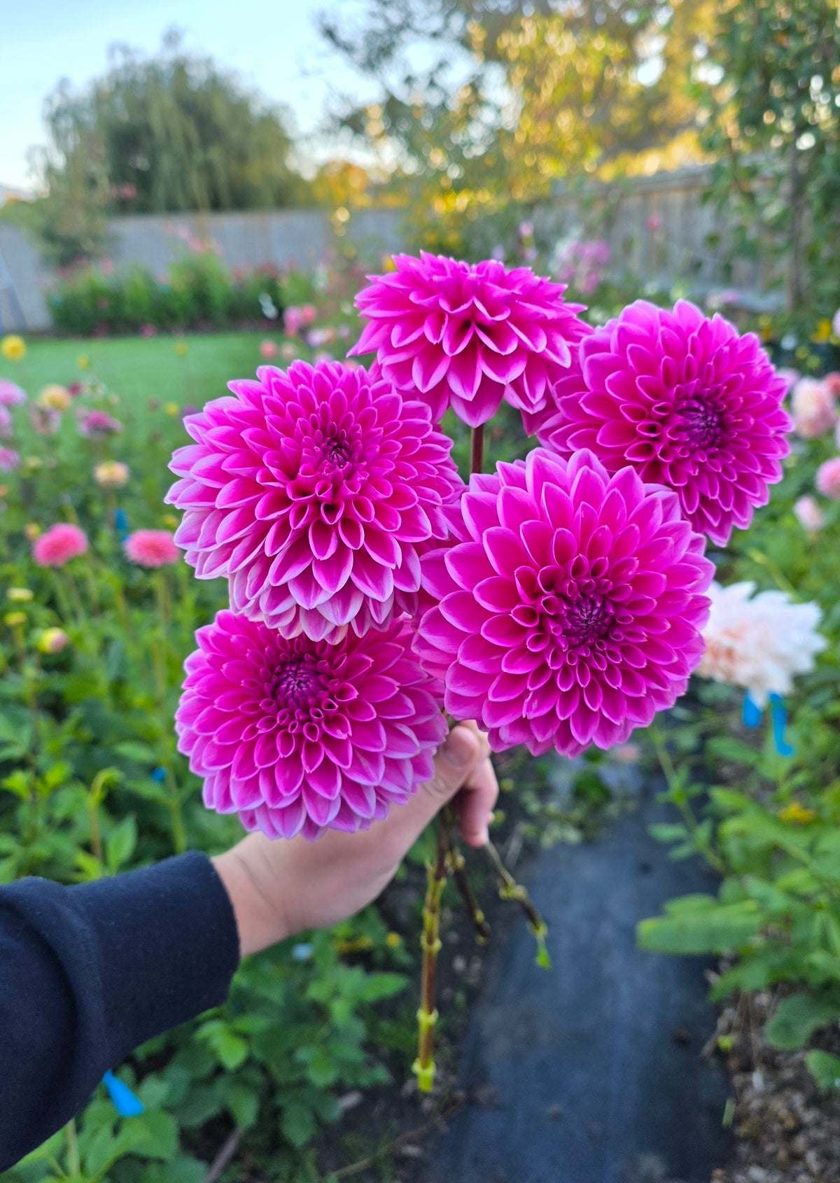 A hand holding a bouquet of vibrant magenta-pink dahlia flowers in a garden setting with green foliage and a blurred background.