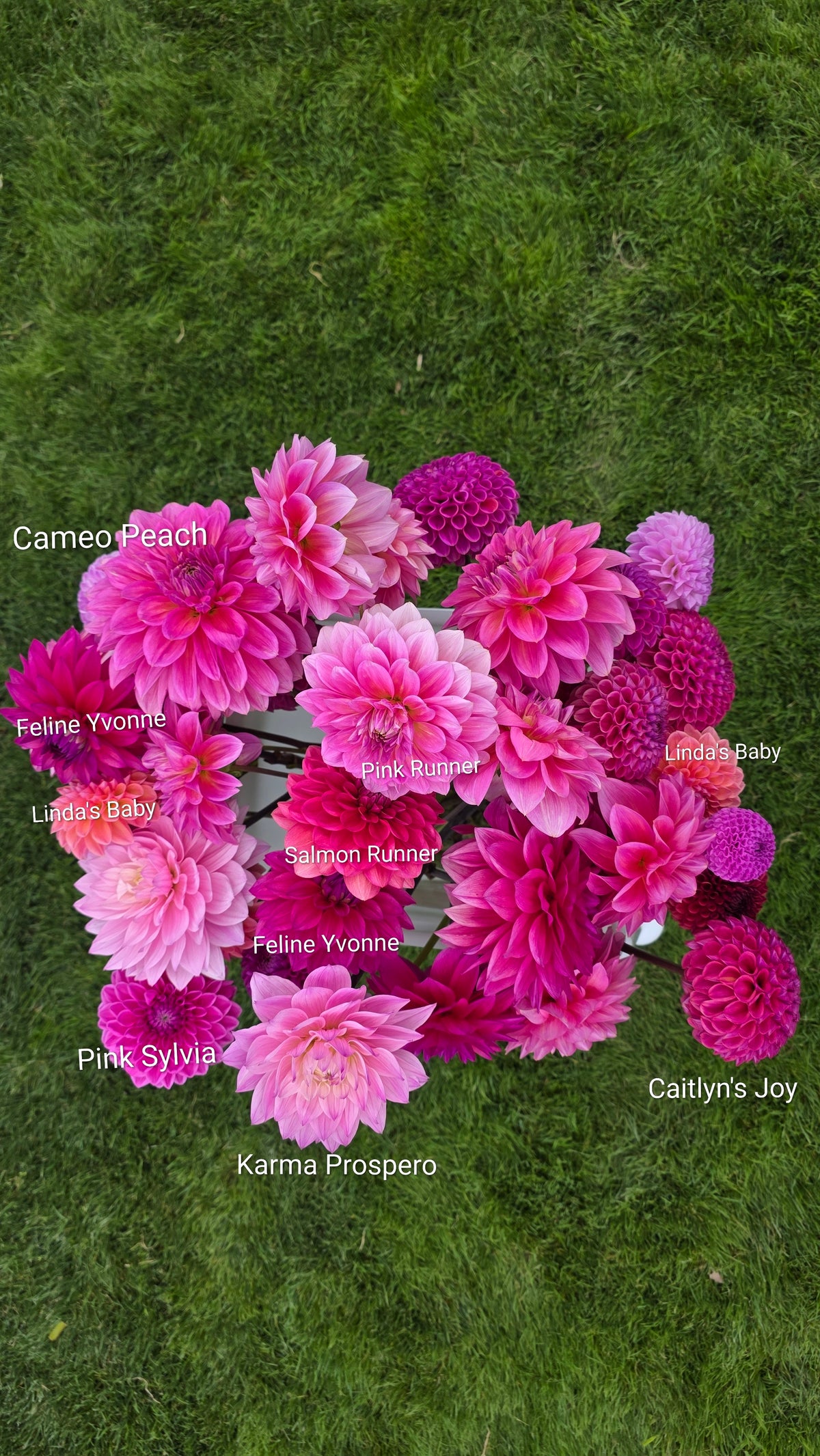 Dahlia: Cameo Peach