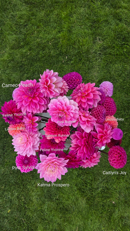 Dahlia: Cameo Peach