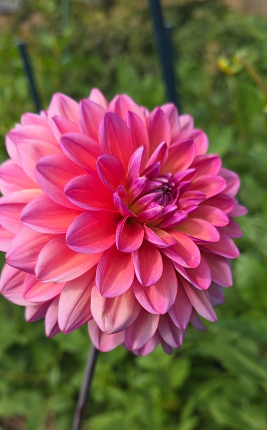 Dahlia: Great Silence
