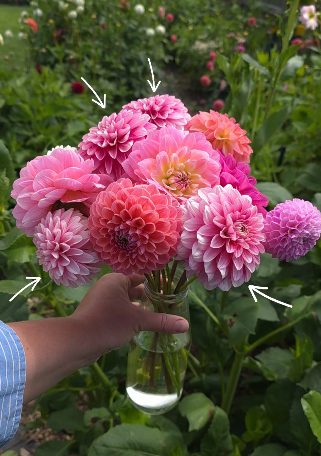 Dahlia: Strawberry Cream