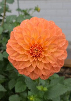 Dahlia: Brackin Palomino