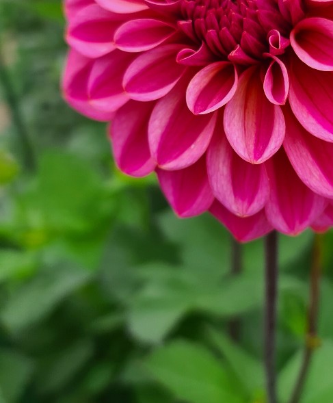 Dahlia: Salmon Runner