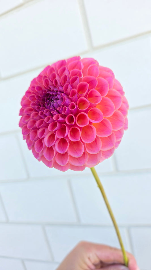 Dahlia: Hapet Coppery (limit 1)