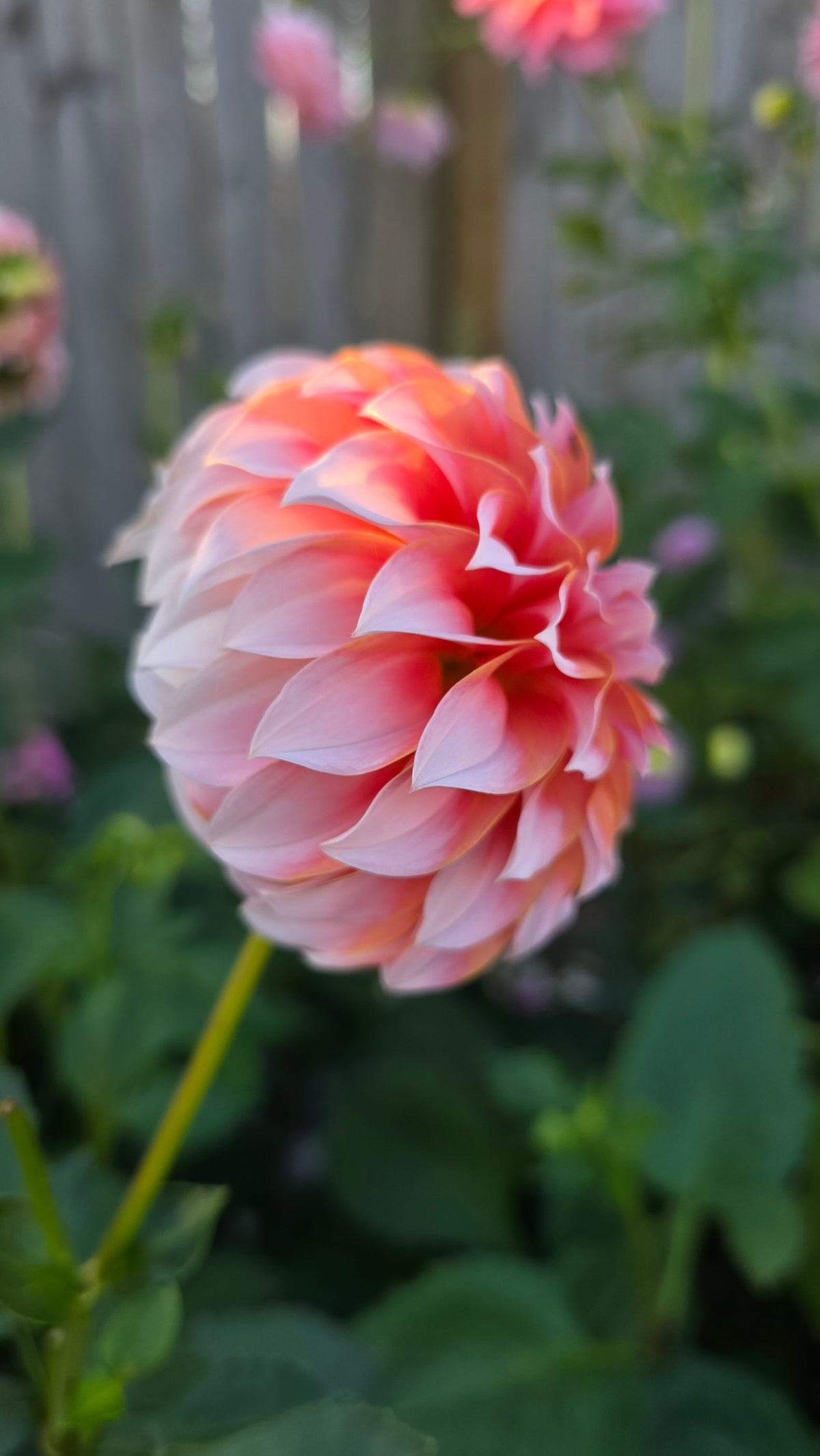 Dahlia: Peaches n Cream