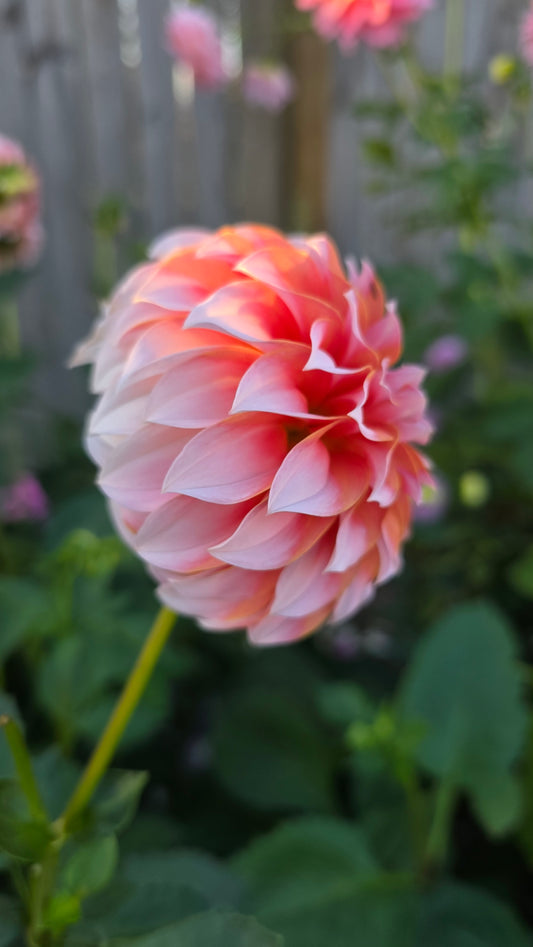 Dahlia: Peaches n Cream