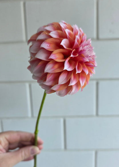 Dahlia: Peaches n Cream