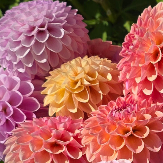 Dahlia: Wine Eyed Jill (buttery yellow)