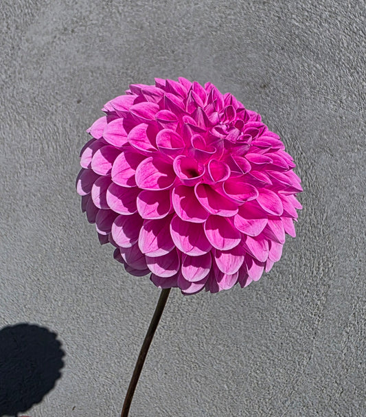 Dahlia: Sweet Fabienne