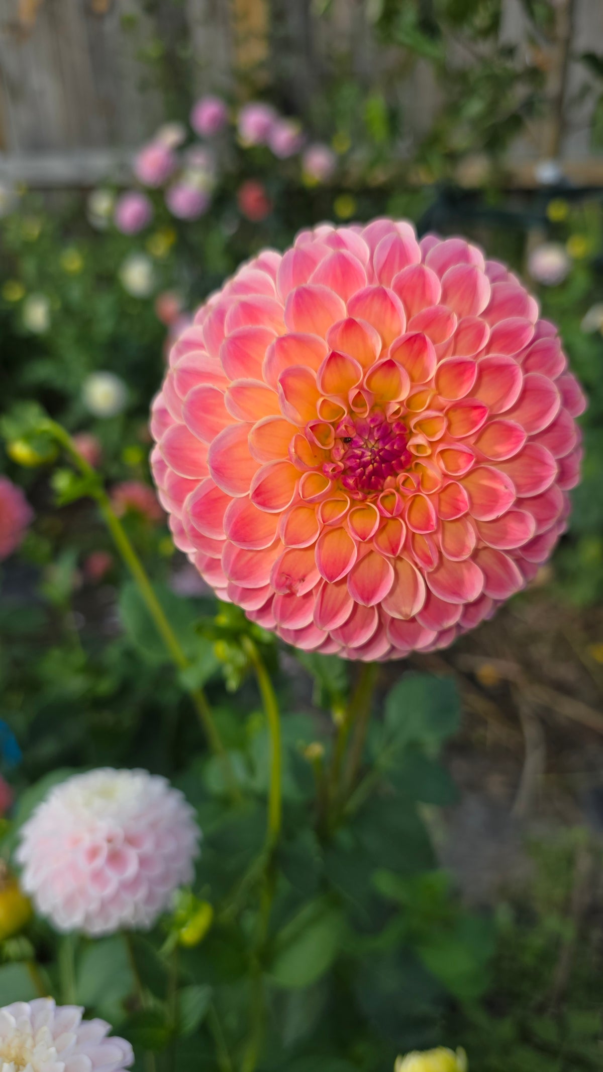 Dahlia: L.A.T.E