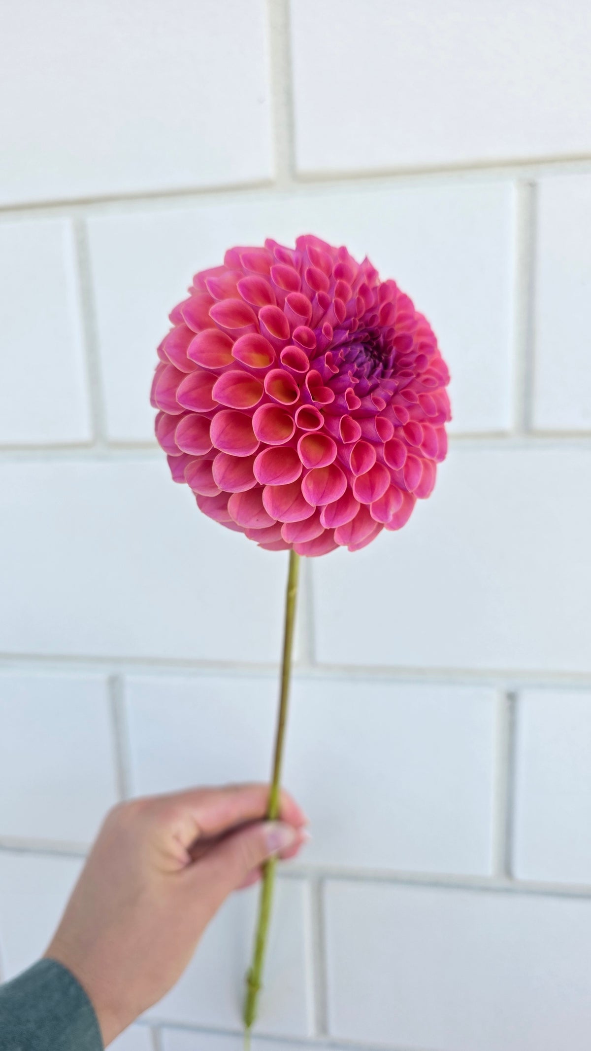 Dahlia: Hapet Coppery (limit 1)
