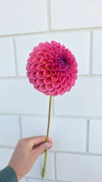 Dahlia: Hapet Coppery (limit 1)