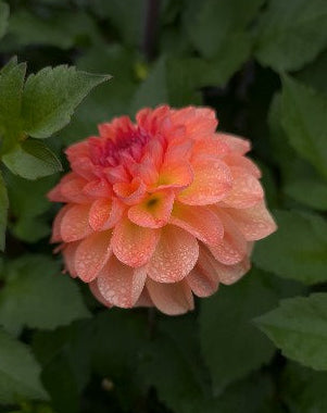 Dahlia: Sebastian