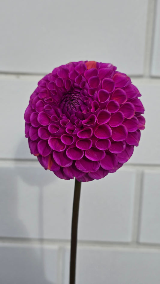 Dahlia: Isabel