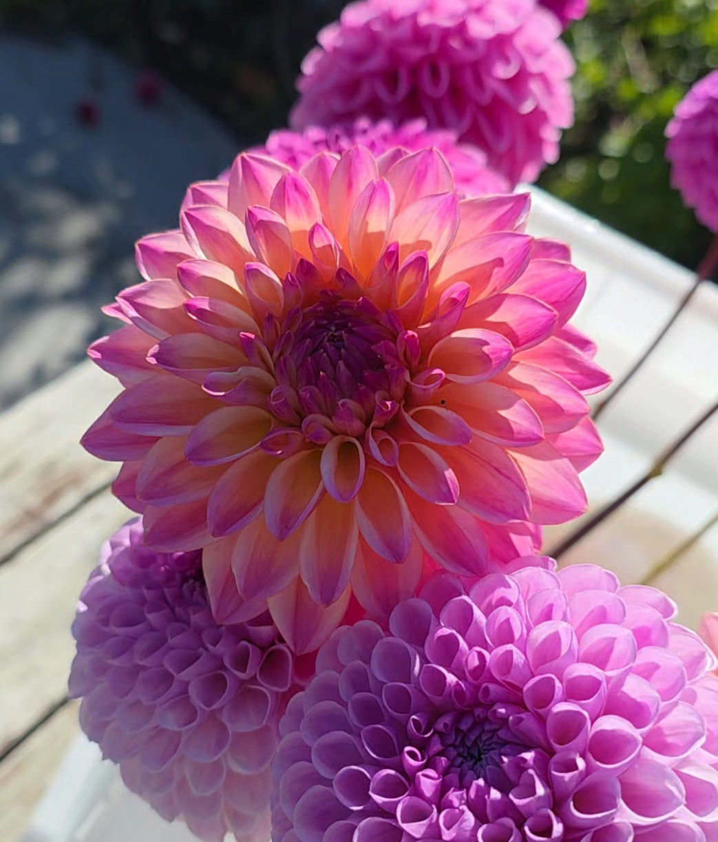 Dahlia: Coralie