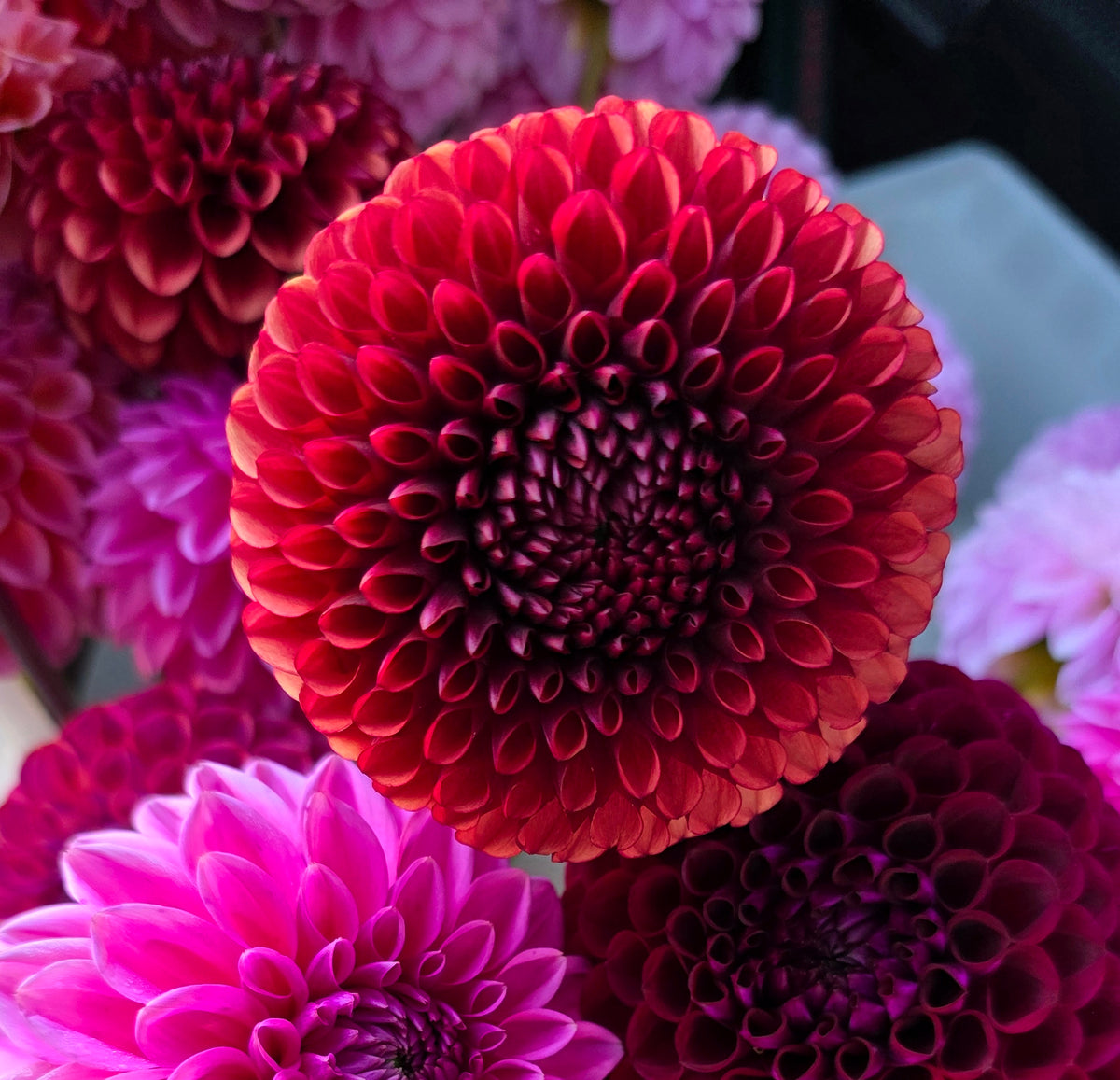 Dahlia: Copper Boy