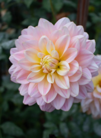 Dahlia: Rosemary Webb (limit 1)